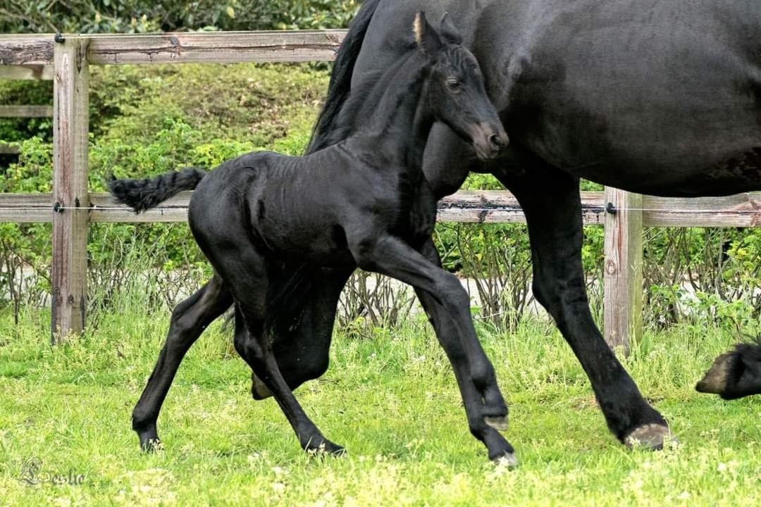 Luxe Gastenkamer Met Living En Keuken Bij Friezen Paarden Stal Pellendijk Westendorp 외부 사진